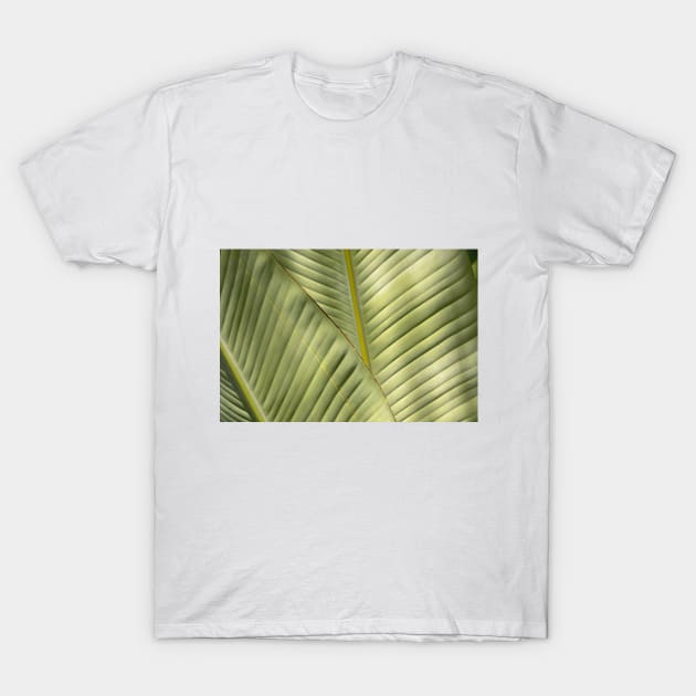 Banana Palm Fronds! T-Shirt by nancy.hajjar@yahoo.com